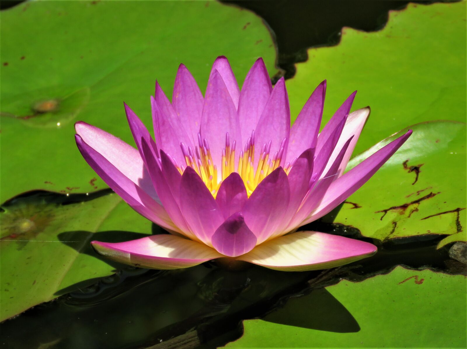 Canon PowerShot SX60 HS sample photo. Lotus, flower, pond photography