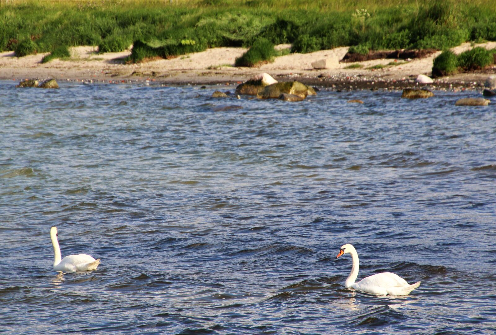 Canon EOS 7D Mark II sample photo. Animals, beach, birds, blue photography