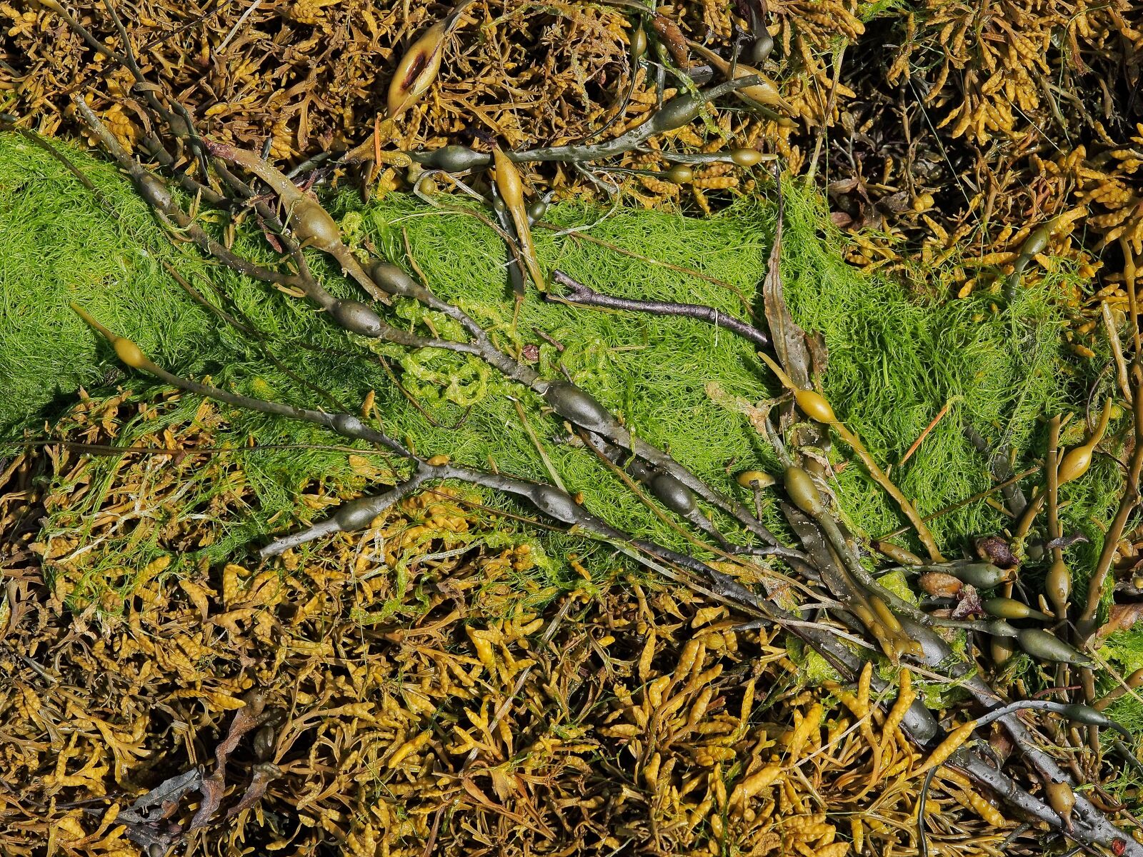 Olympus OM-D E-M5 + Olympus M.Zuiko Digital ED 12-40mm F2.8 Pro sample photo. Seaweed, sea, weed photography