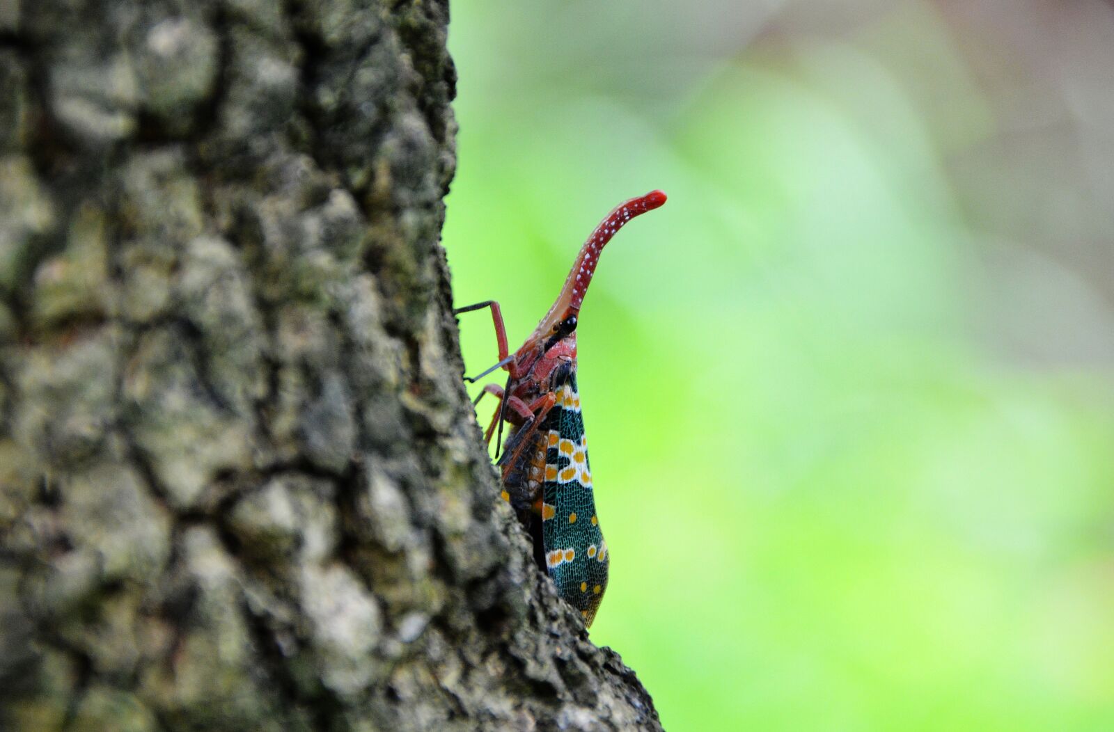 Nikon D5100 sample photo. Insect, weevil, the tree photography