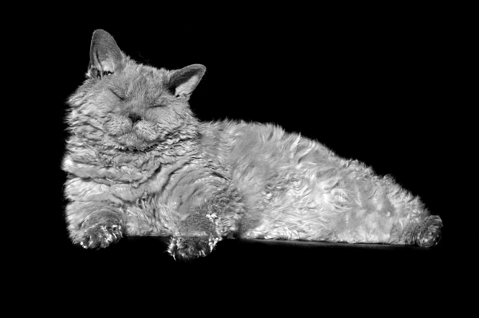 Nikon D90 sample photo. Cat, animal, selkirk rex photography