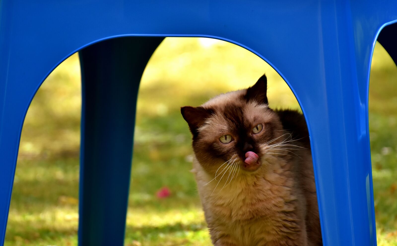 Nikon D7200 sample photo. British shorthair, cat, thoroughbred photography