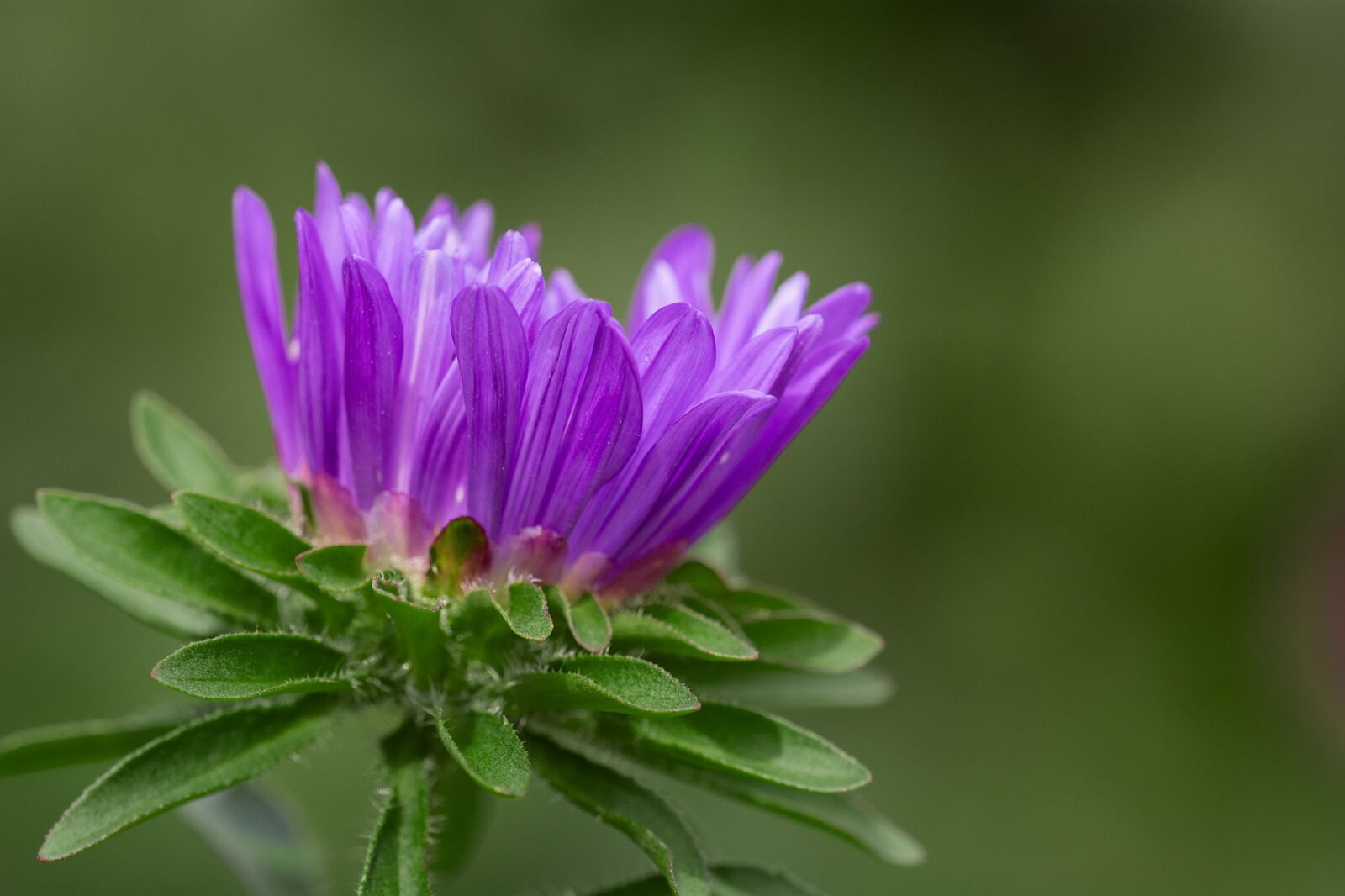 Nikon D7100 sample photo. Flower, violet, violet flower photography
