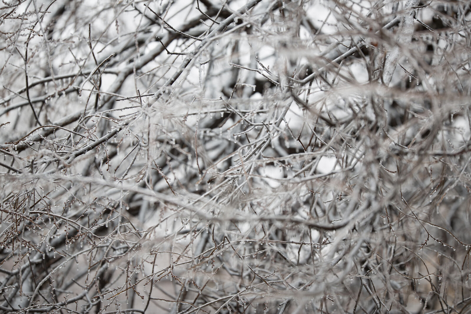 Canon EF 200mm F2L IS USM sample photo. Branch, branches, cold, ice photography