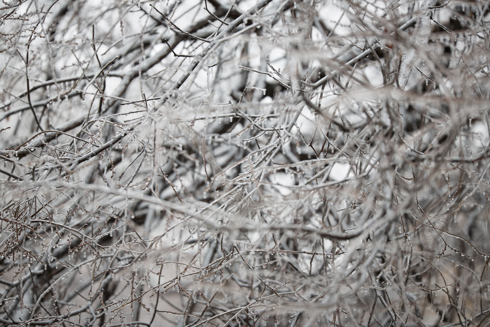 Canon EOS 5D Mark III sample photo. Branch, branches, cold, ice photography