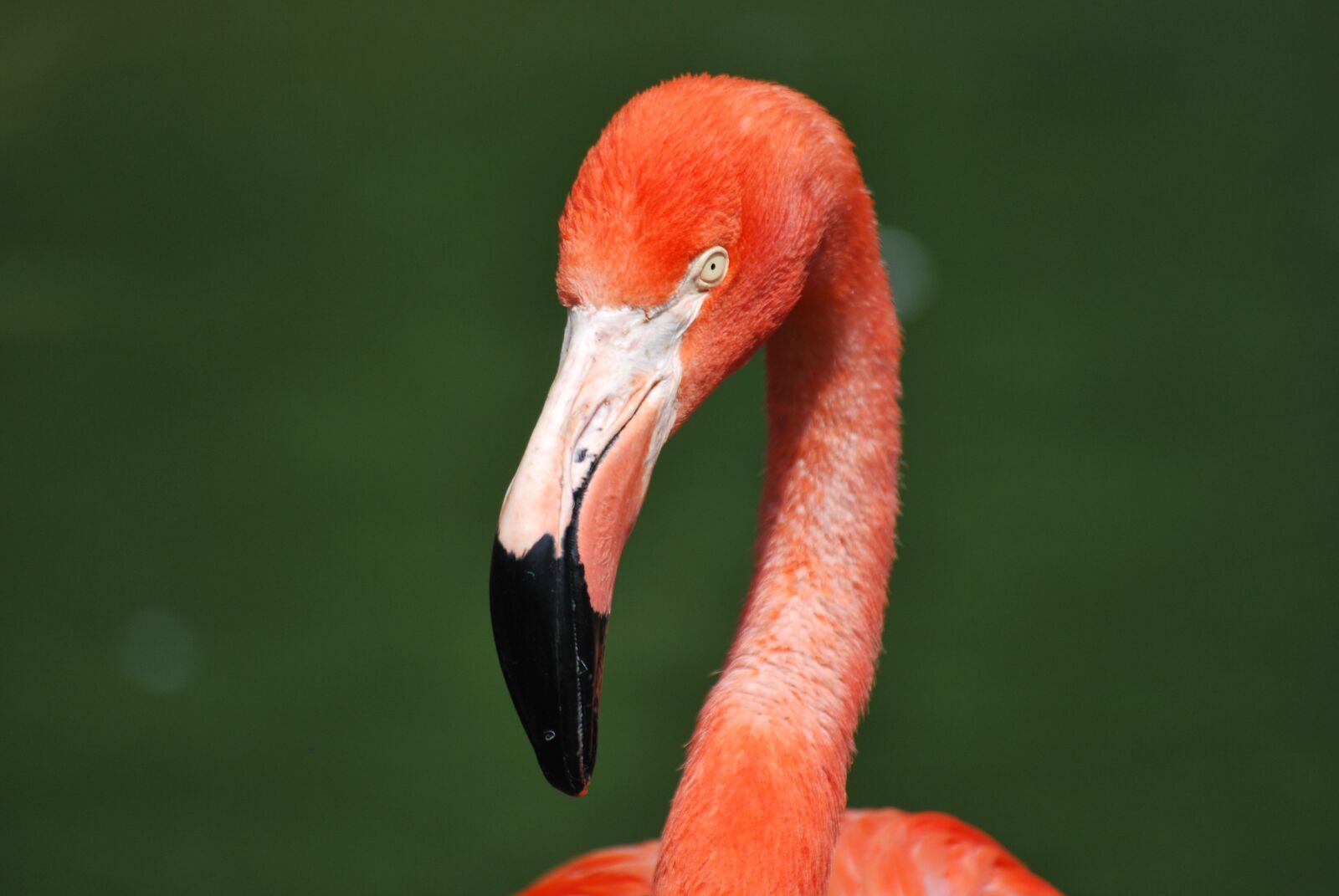 Nikon D60 sample photo. Flamingo, animal, bird photography