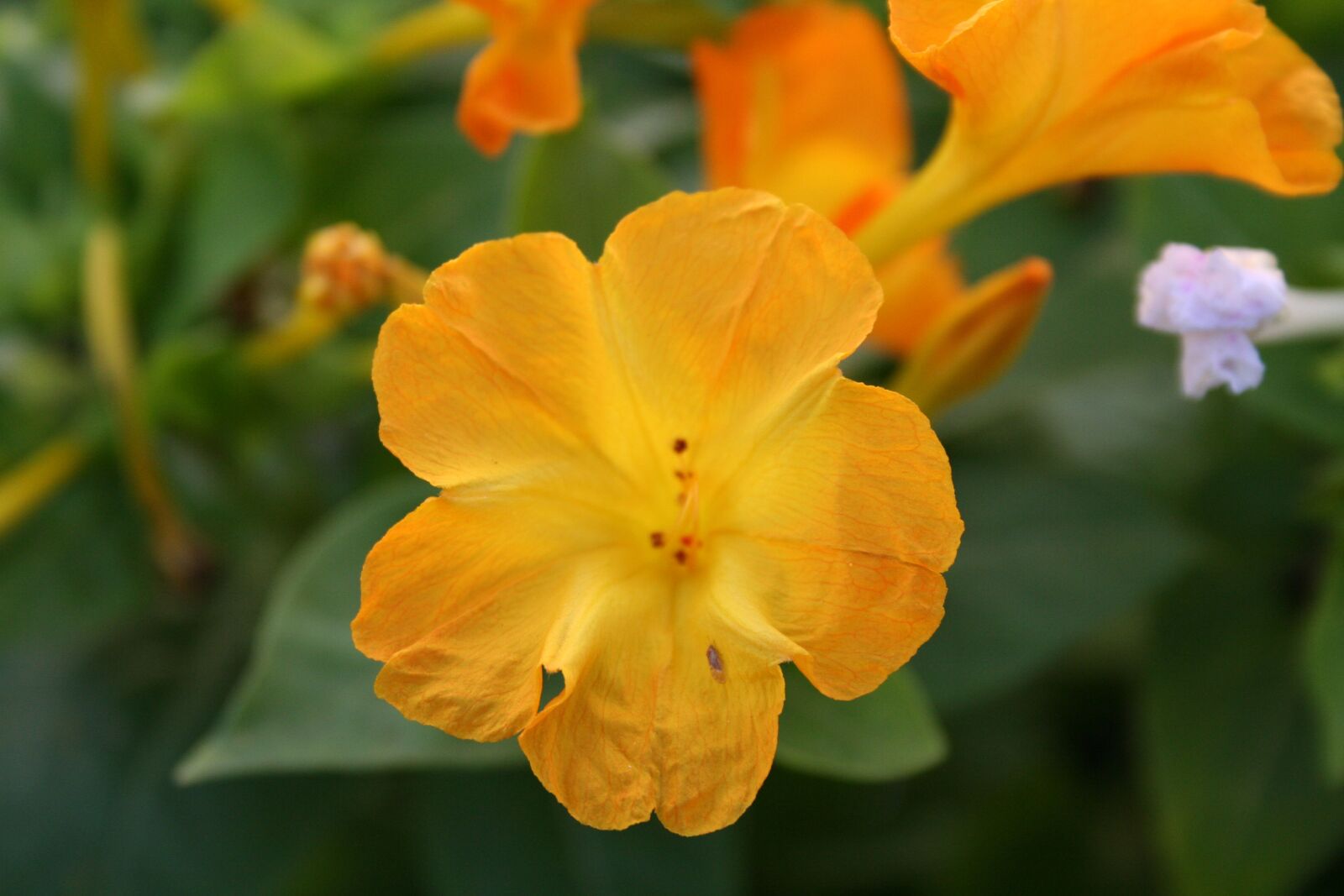 Canon EOS 350D (EOS Digital Rebel XT / EOS Kiss Digital N) sample photo. Flowers, nature, summer photography