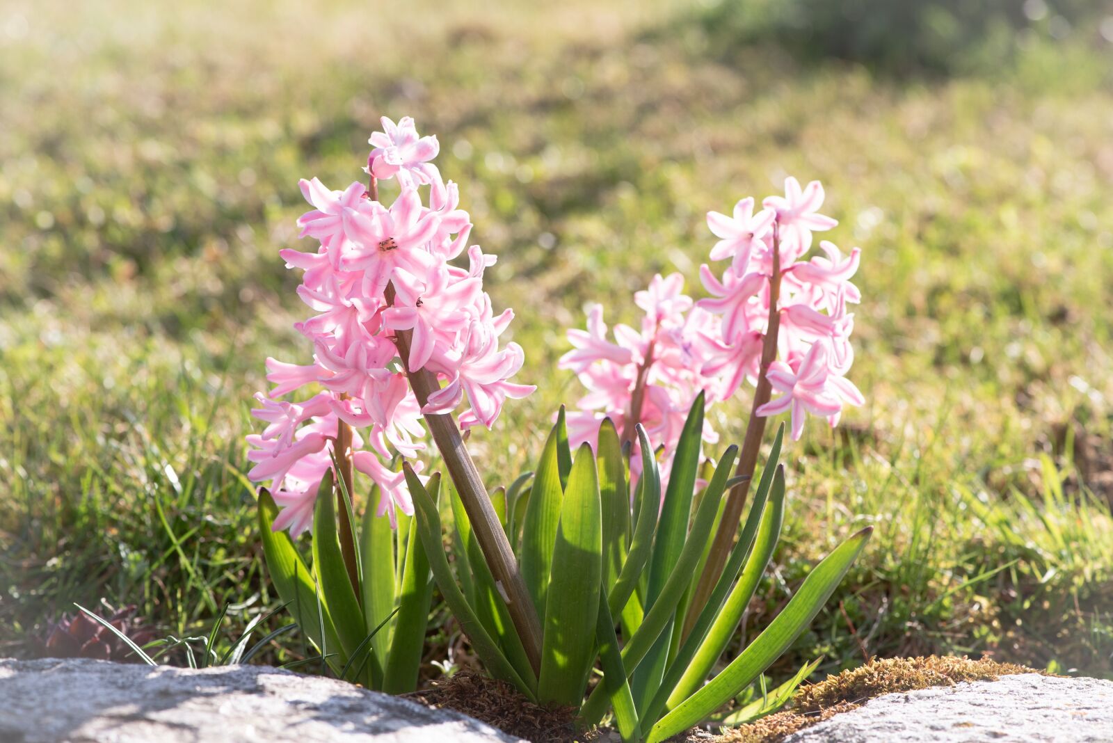 Nikon D750 sample photo. Hyacinth, pink, flower photography