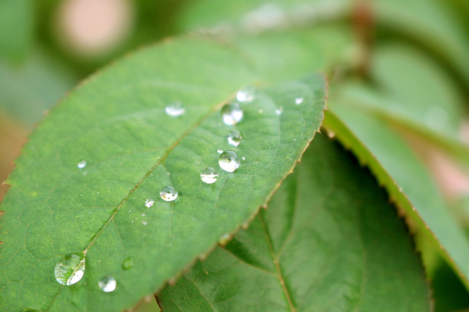 Canon EOS 70D sample photo. The leaves, trickle, water photography