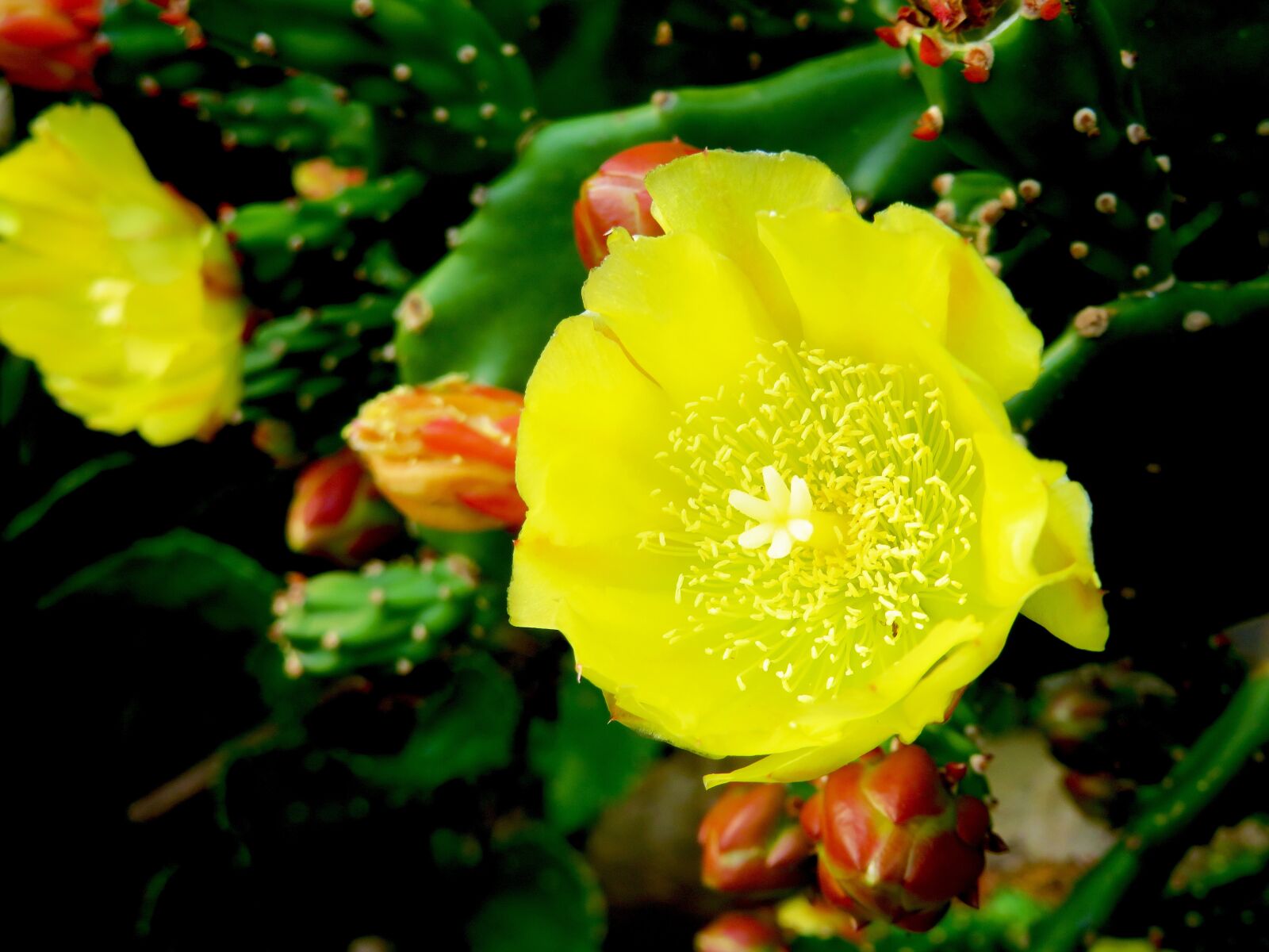 Canon PowerShot SX720 HS sample photo. Cactus, flower, barbed photography