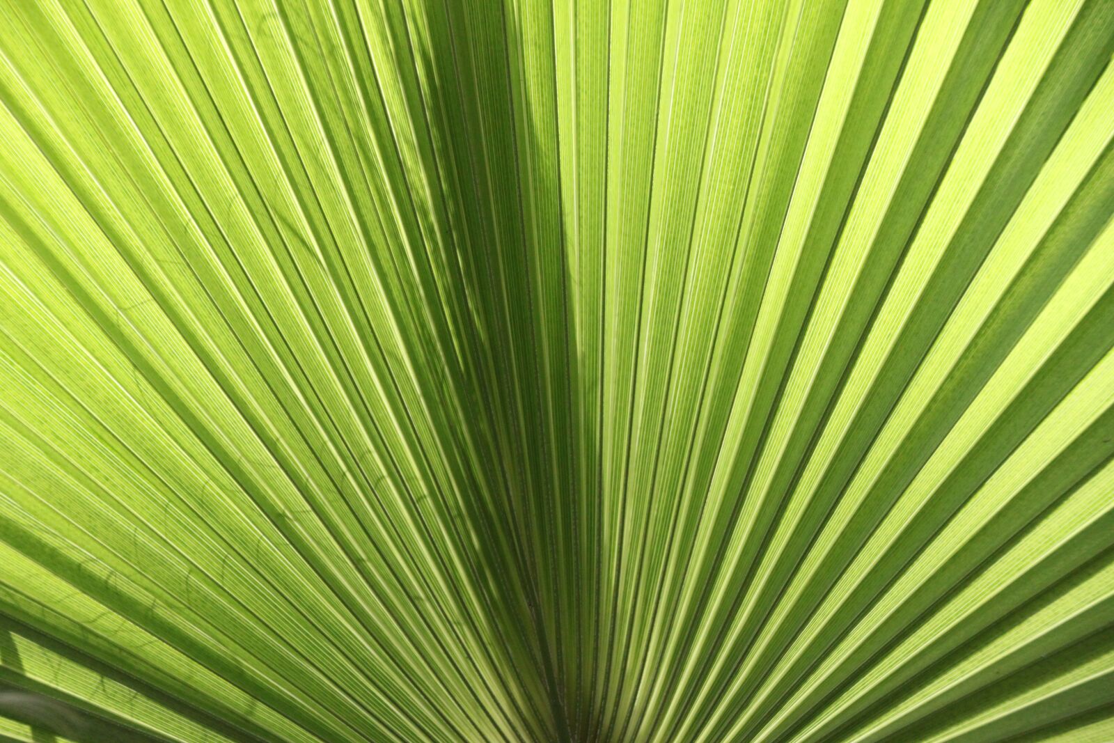 Canon EOS 500D (EOS Rebel T1i / EOS Kiss X3) sample photo. Fan palm, james, palm photography