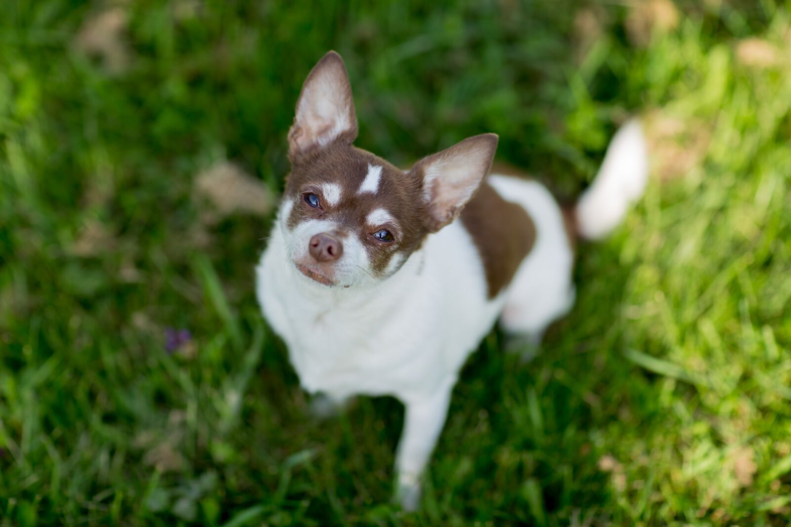 Canon EF 85mm F1.2L II USM sample photo. Dog, chihuahua, animal photography