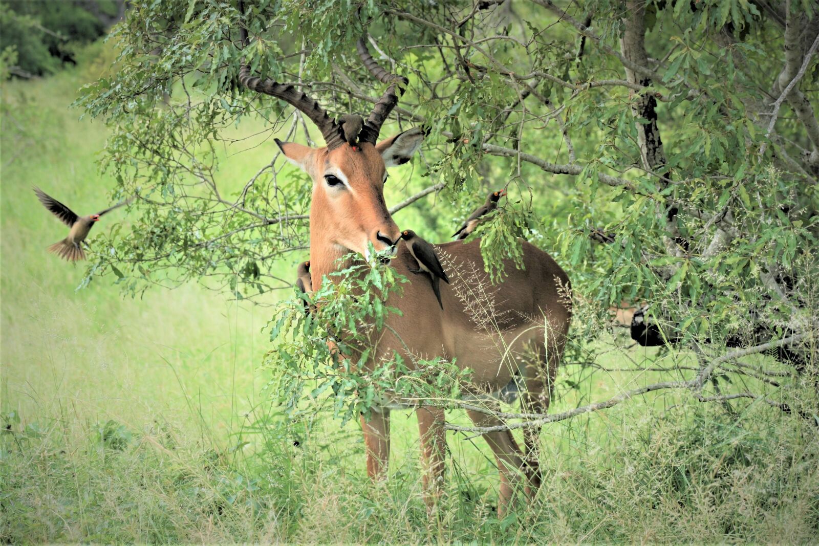 Canon EOS 400D (EOS Digital Rebel XTi / EOS Kiss Digital X) sample photo. Impala, red, ram photography