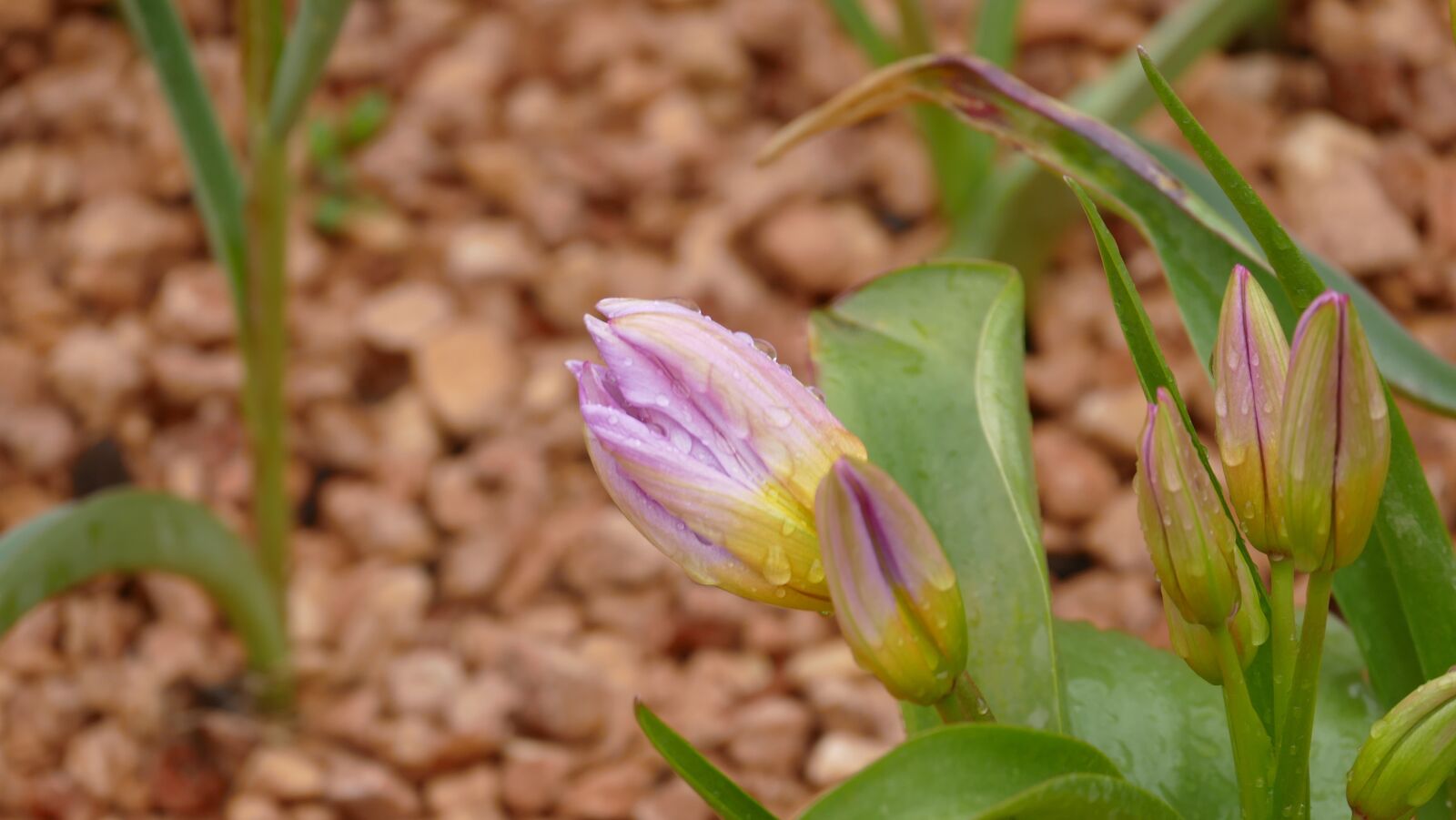 Panasonic Lumix DMC-FZ1000 sample photo. Nature, plant, leaf photography