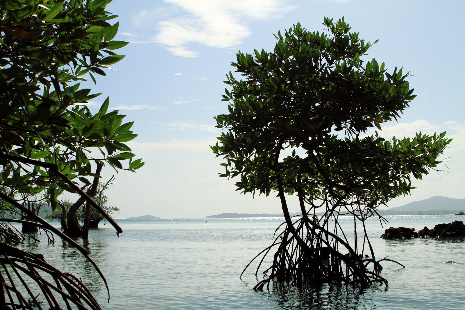 Canon EOS 7D sample photo. Mangrove, thailand, nature photography