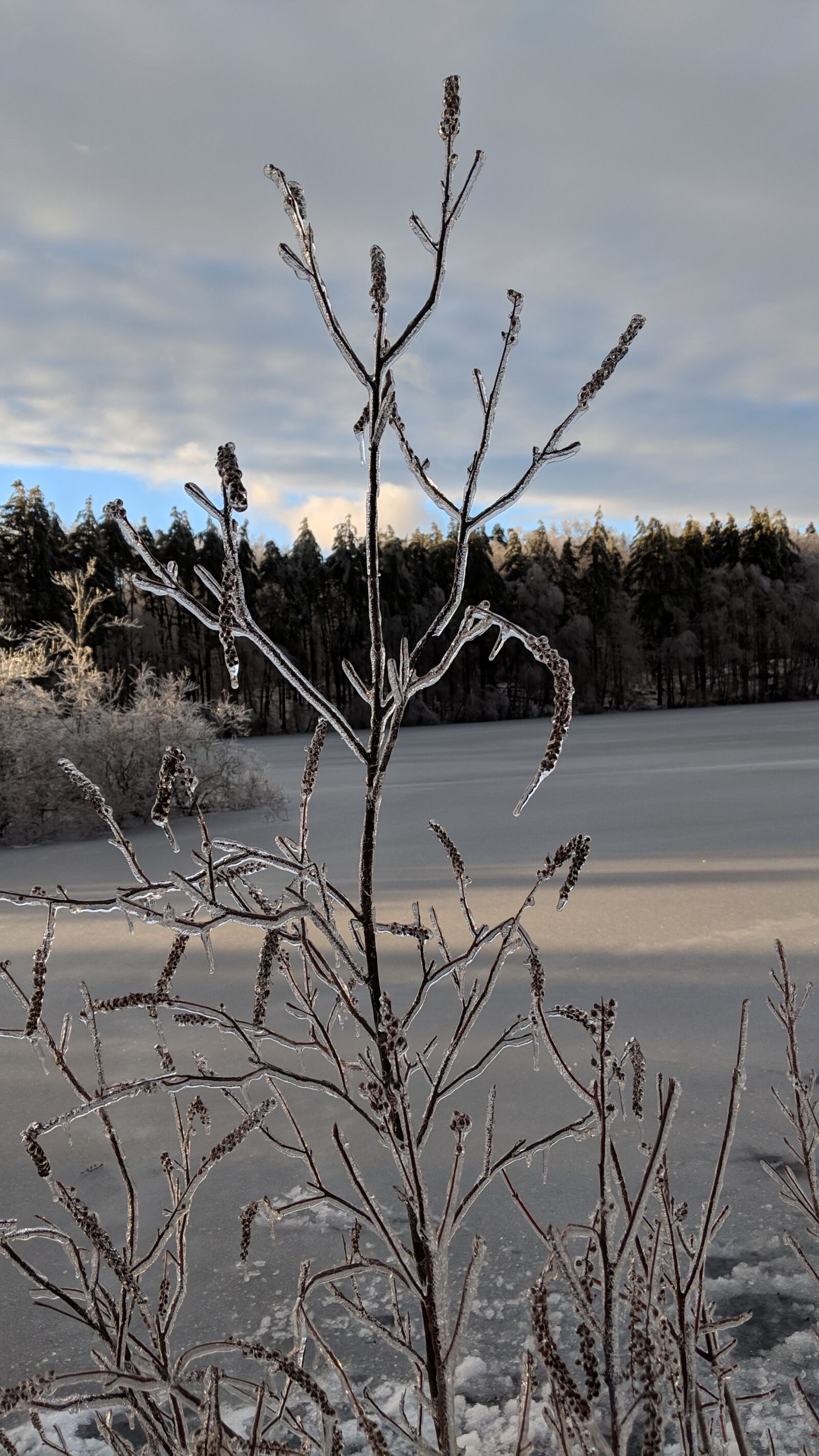 Google Pixel 2 XL sample photo. Winter, tree, ice photography