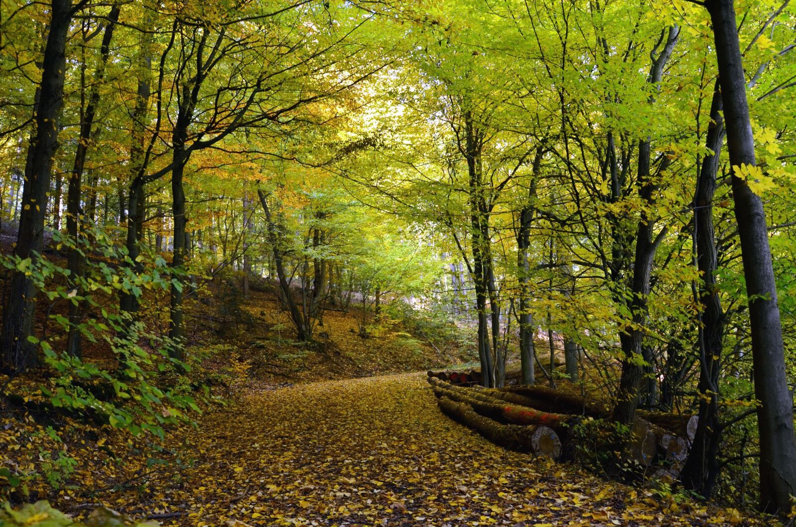 Nikon D5100 sample photo. Forest, road, boulder, tree photography