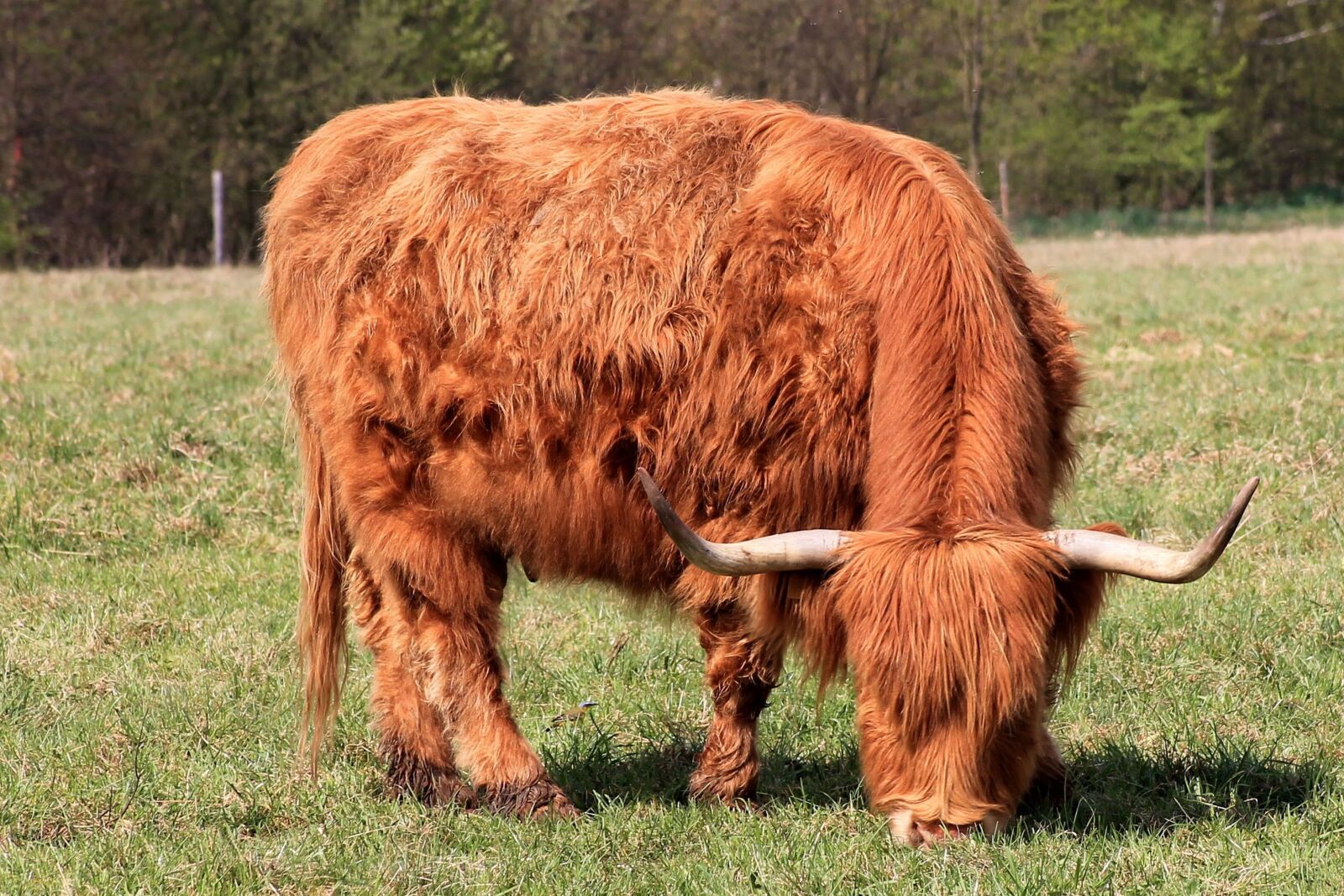 Canon EOS 1100D (EOS Rebel T3 / EOS Kiss X50) sample photo. Cow, beef, horns photography
