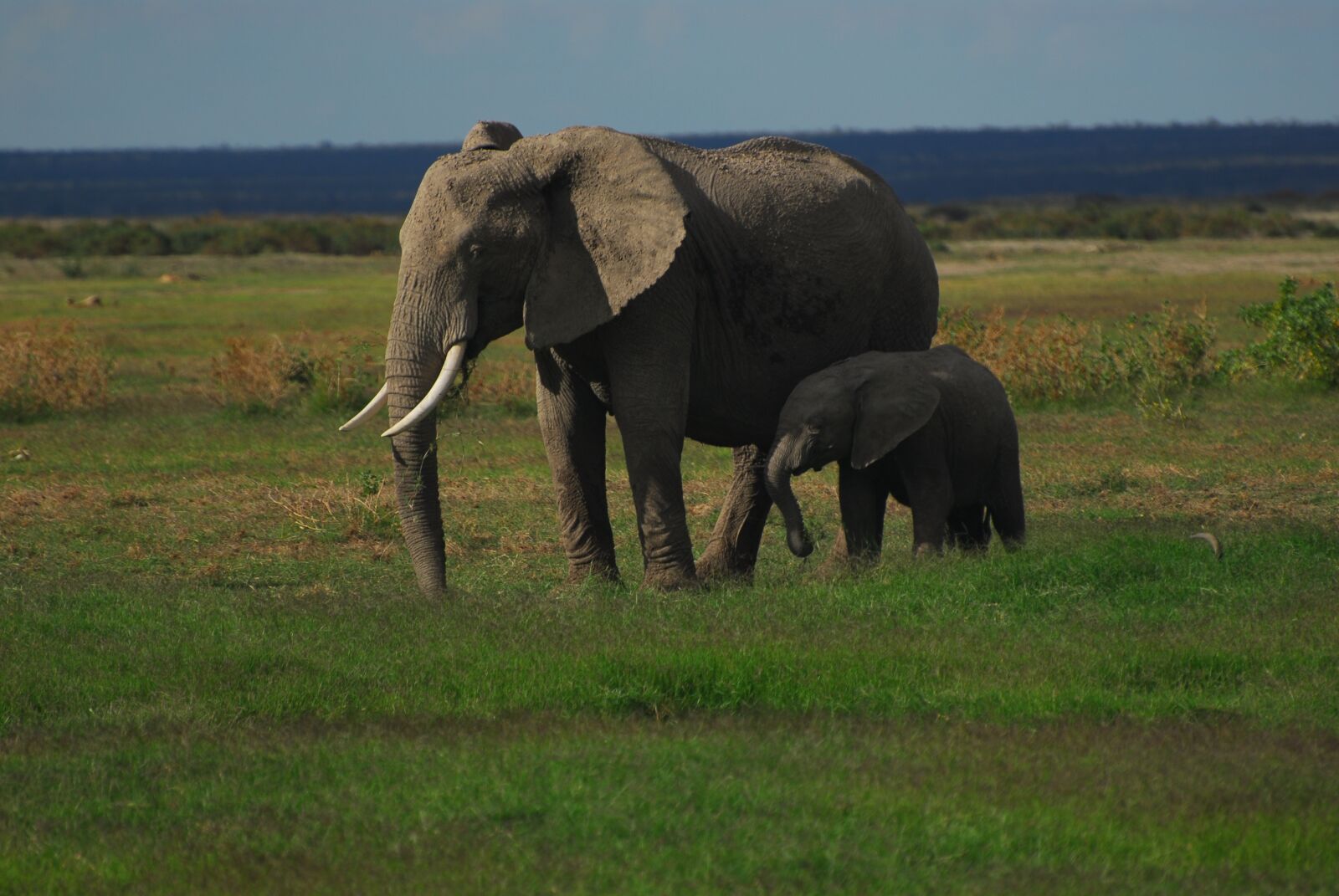 Nikon D200 sample photo. Mother and child, elephants photography