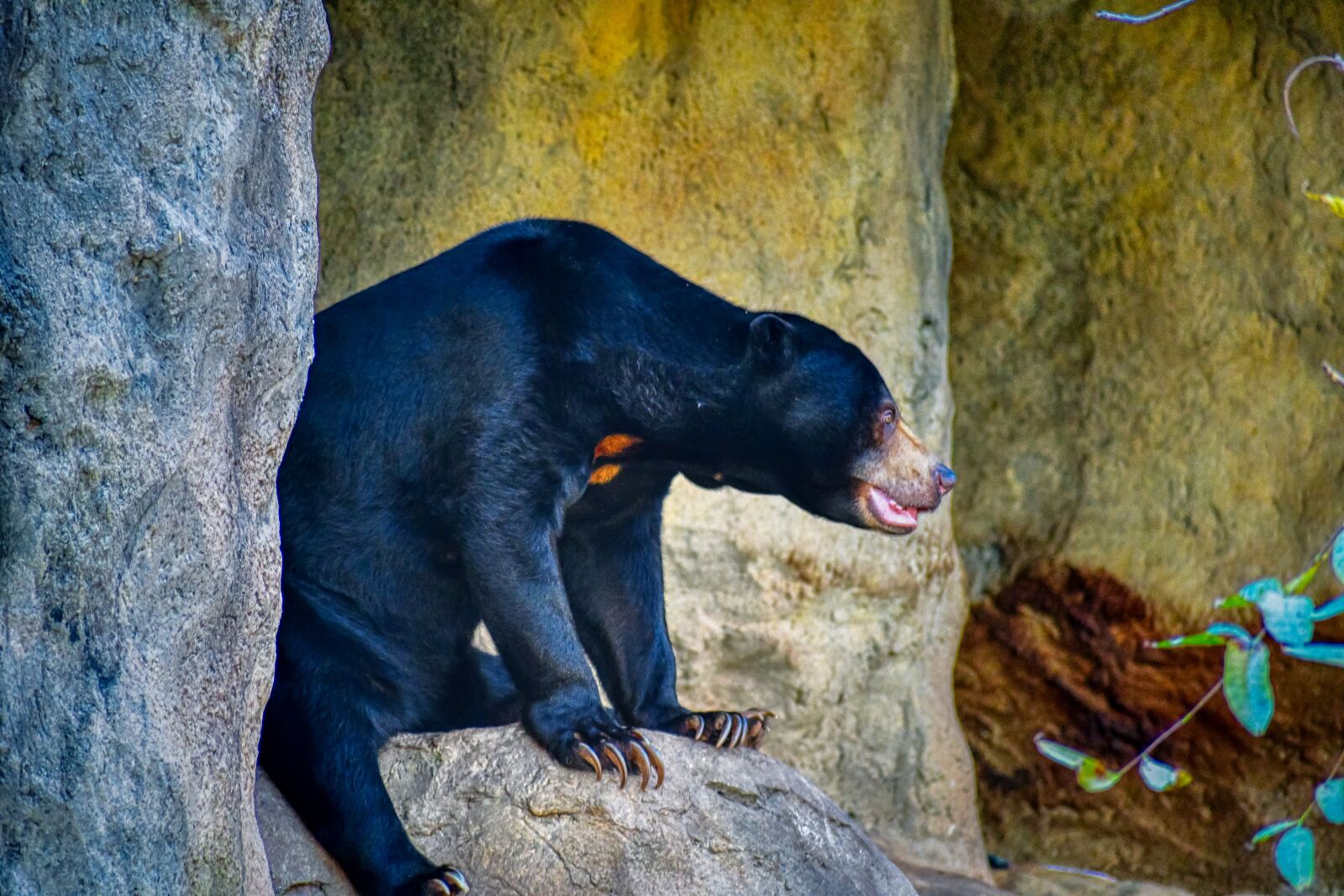 Nikon D7500 sample photo. Black bear, animal, wild photography