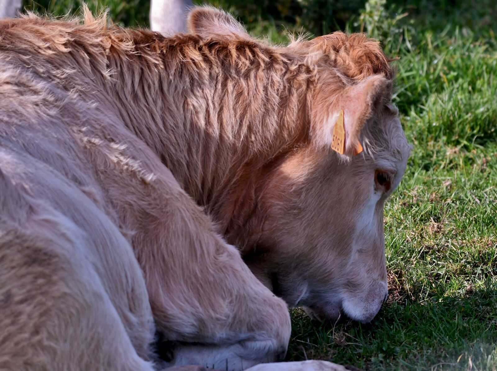Nikon D500 sample photo. Calf, cow, herkauwer photography