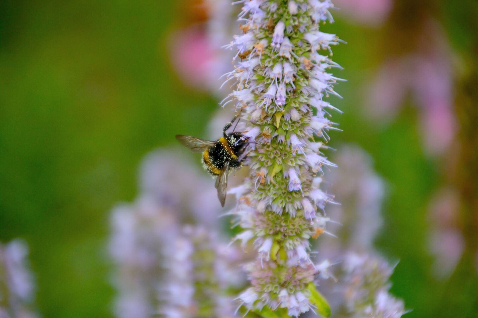 Nikon D7100 sample photo. Pollen, hummel, purple photography