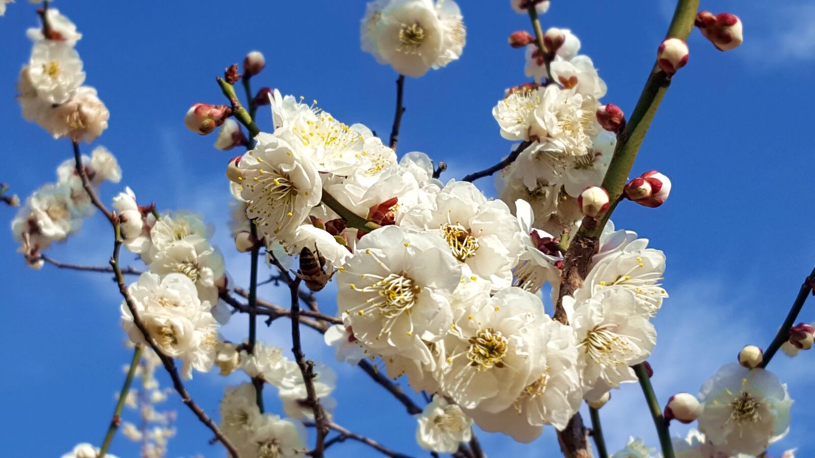 Samsung Galaxy S6 sample photo. Plum, flowers, spring flowers photography