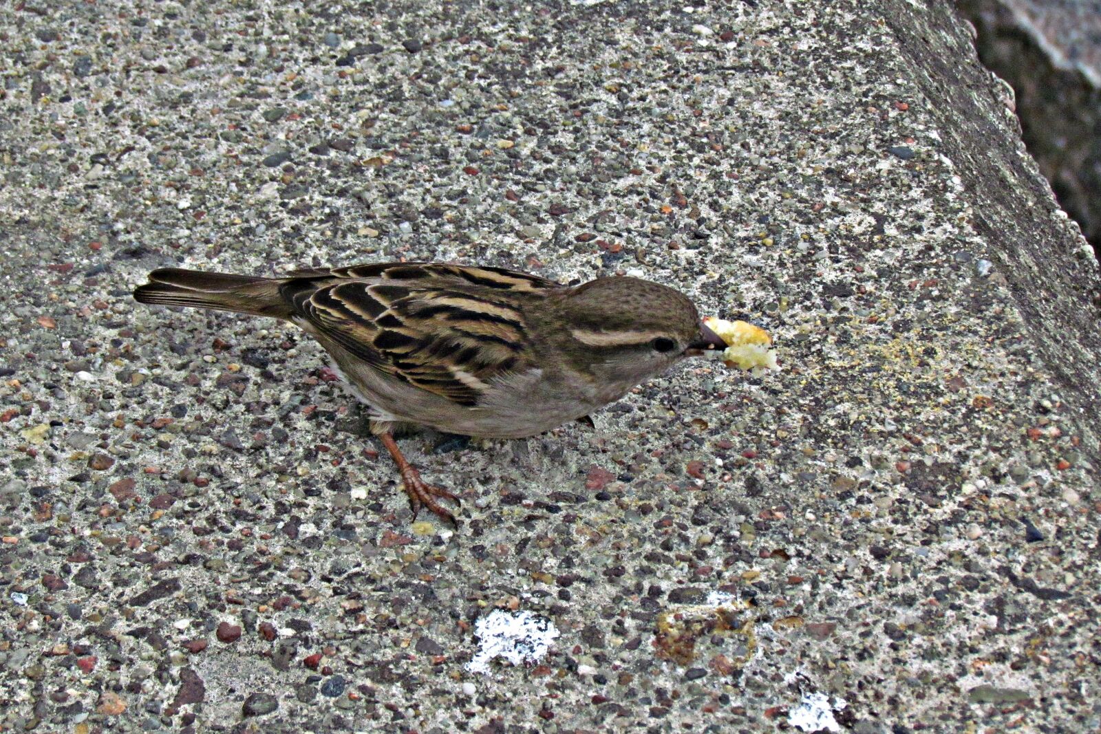 Canon PowerShot SX30 IS sample photo. Wróbelek, bread, bird photography