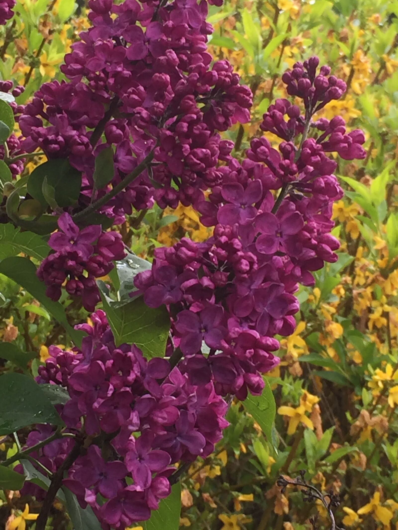 iPhone 6 Plus back camera 4.15mm f/2.2 sample photo. Lilac, blossom, bloom photography