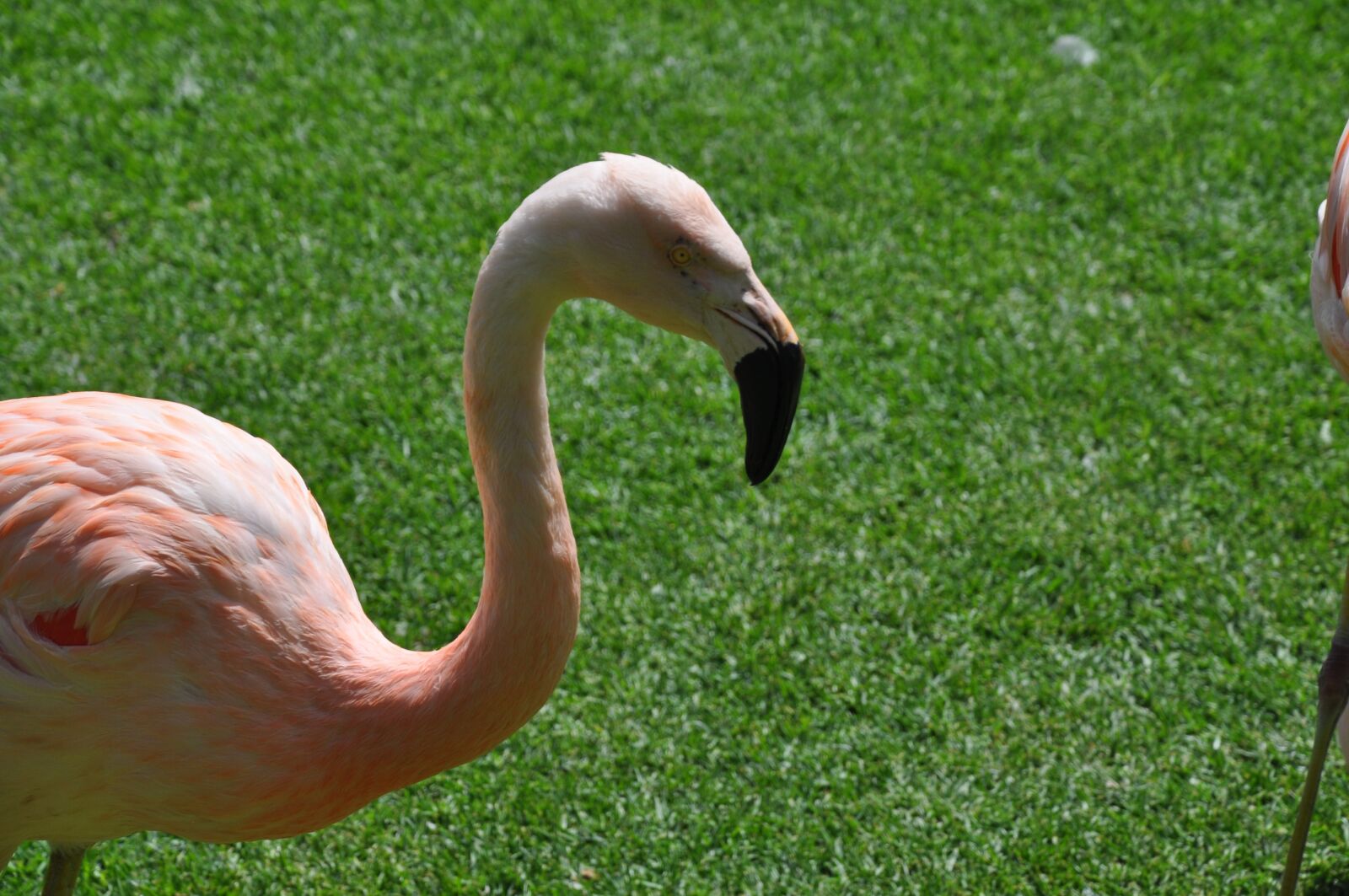 Nikon D5000 sample photo. Flamingo, animal, bird photography