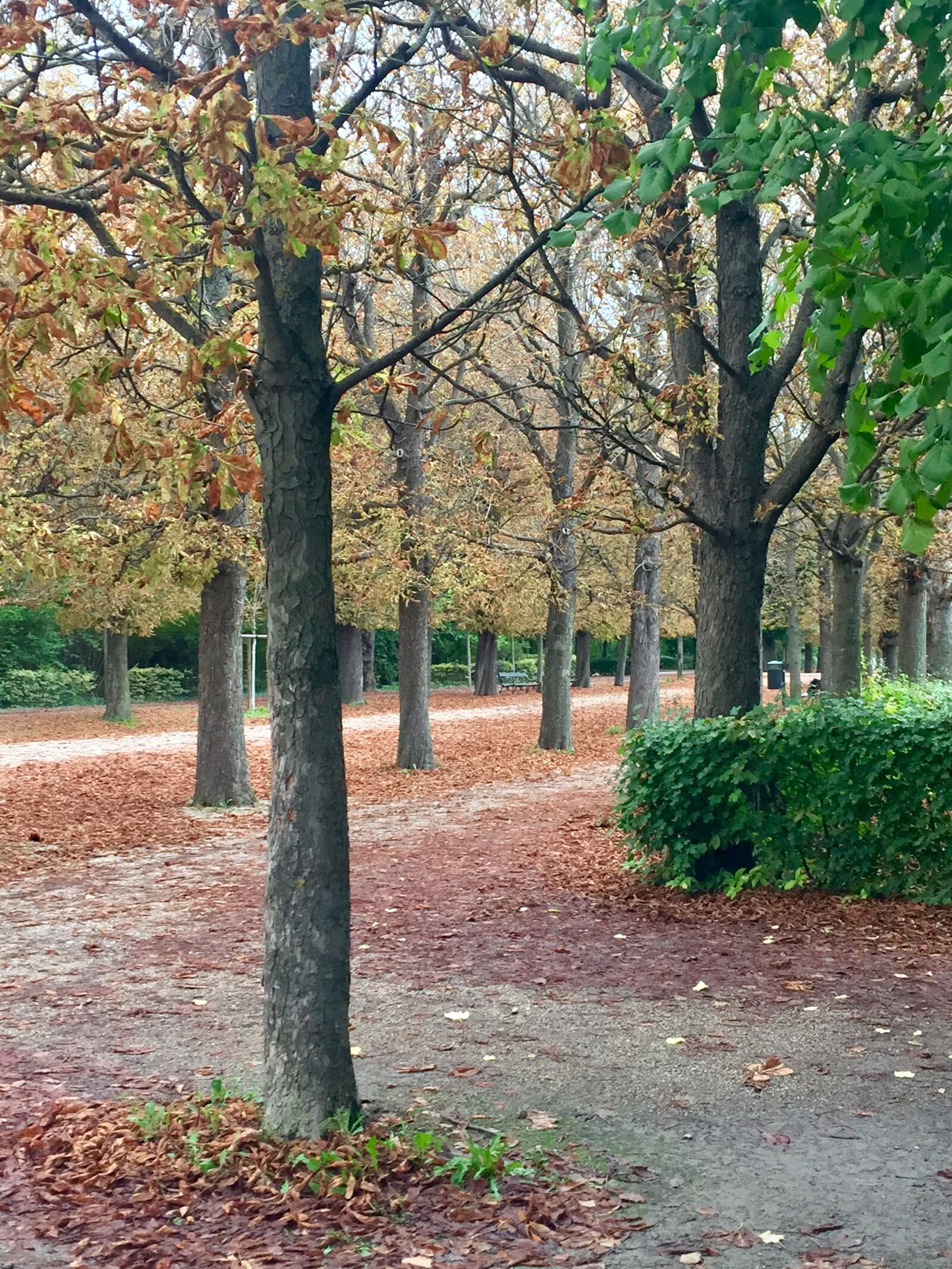 iPhone 6 Plus back camera 4.15mm f/2.2 sample photo