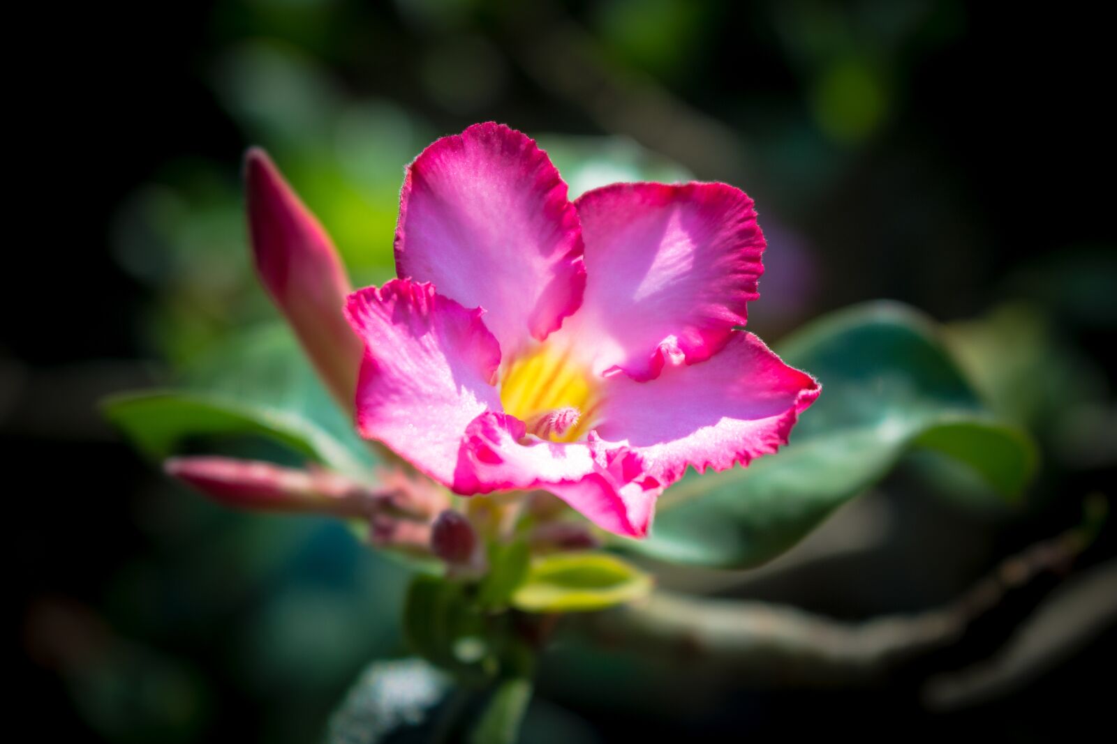 Canon EOS 700D (EOS Rebel T5i / EOS Kiss X7i) sample photo. Flowers, nature, flower photography