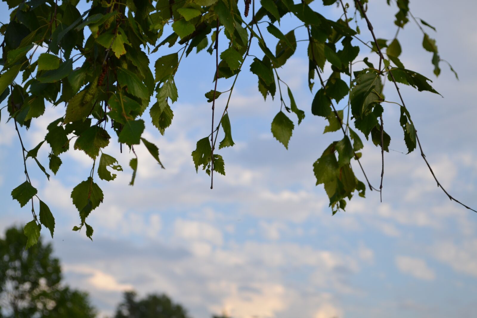 Nikon D3100 sample photo. Plate, sky, tree photography
