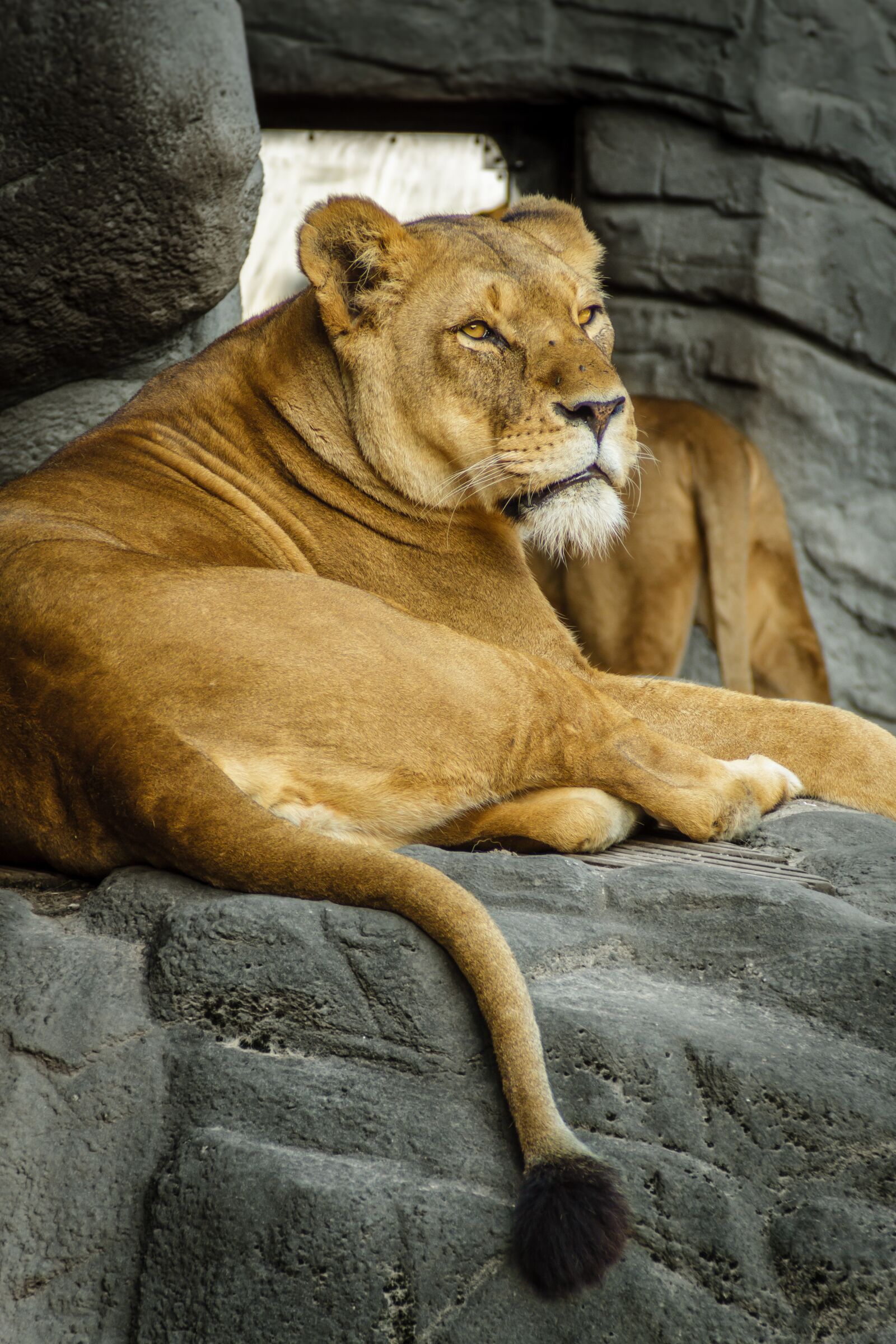 Canon EOS 7D sample photo. Panthera leo, lion, lioness photography