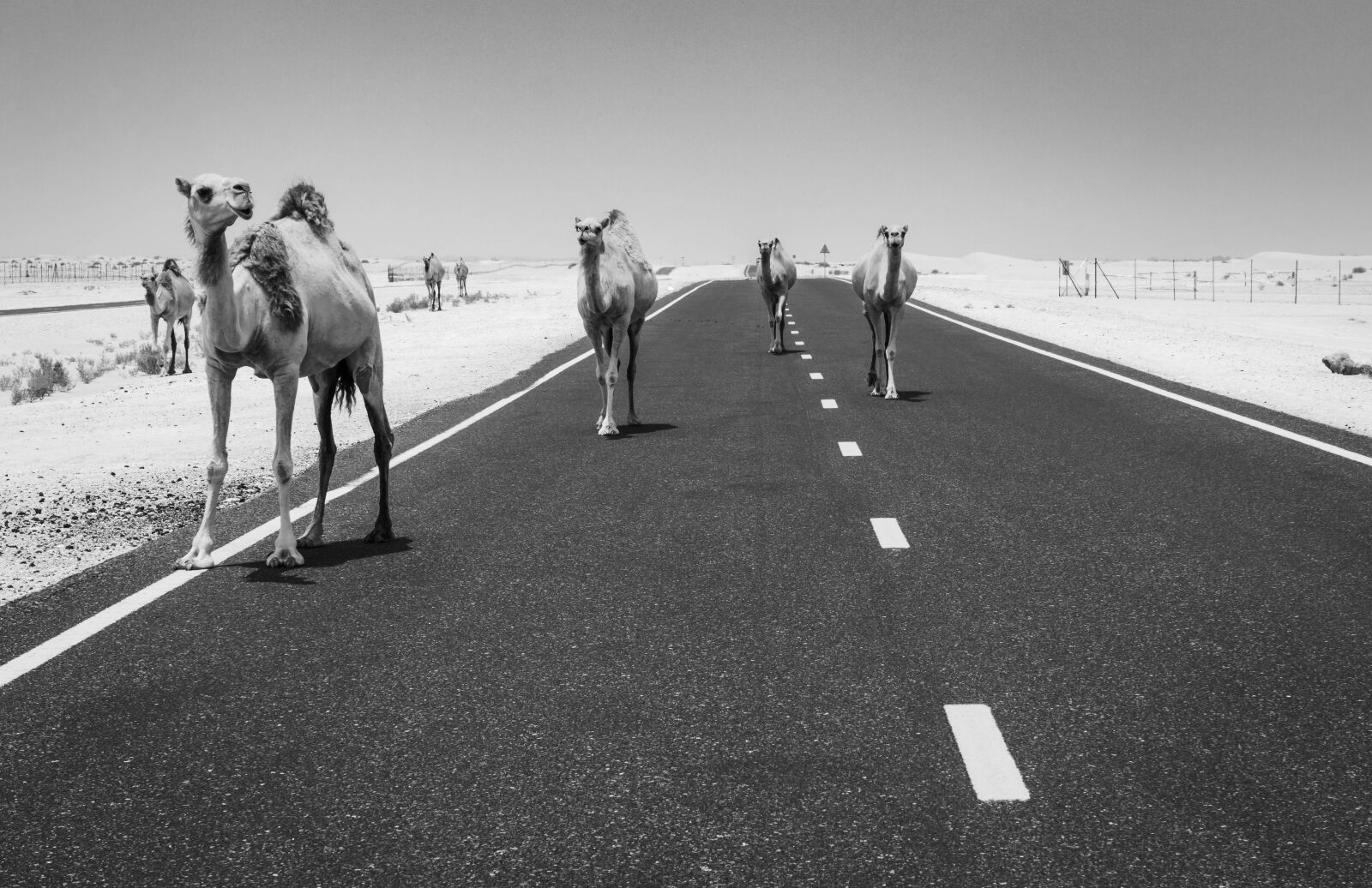 Canon EOS M50 (EOS Kiss M) sample photo. Camels, camel, desert photography