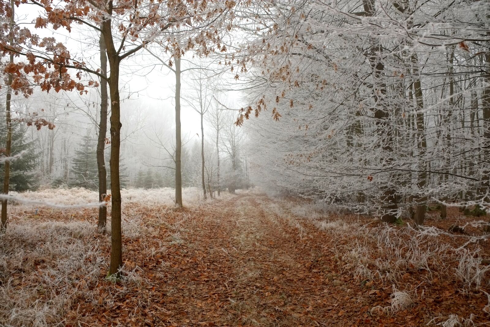 Fujifilm X-E1 sample photo. Forest path, winter, forest photography