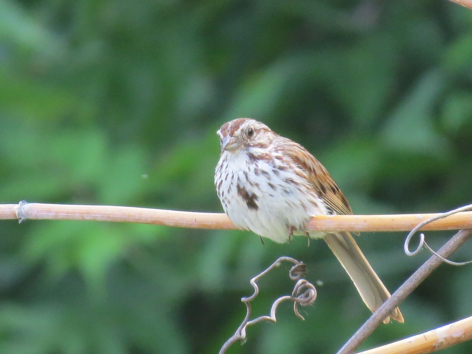 Canon PowerShot SX50 HS sample photo. Bird, sparrow, wildlife photography