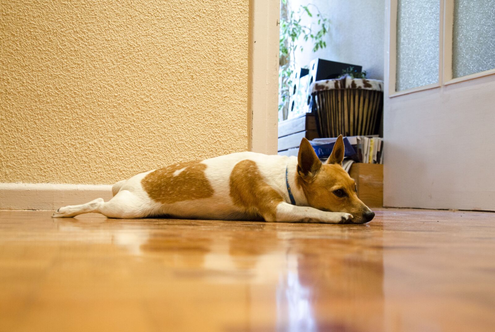 Nikon D7000 sample photo. Dogs, animals, dog photography