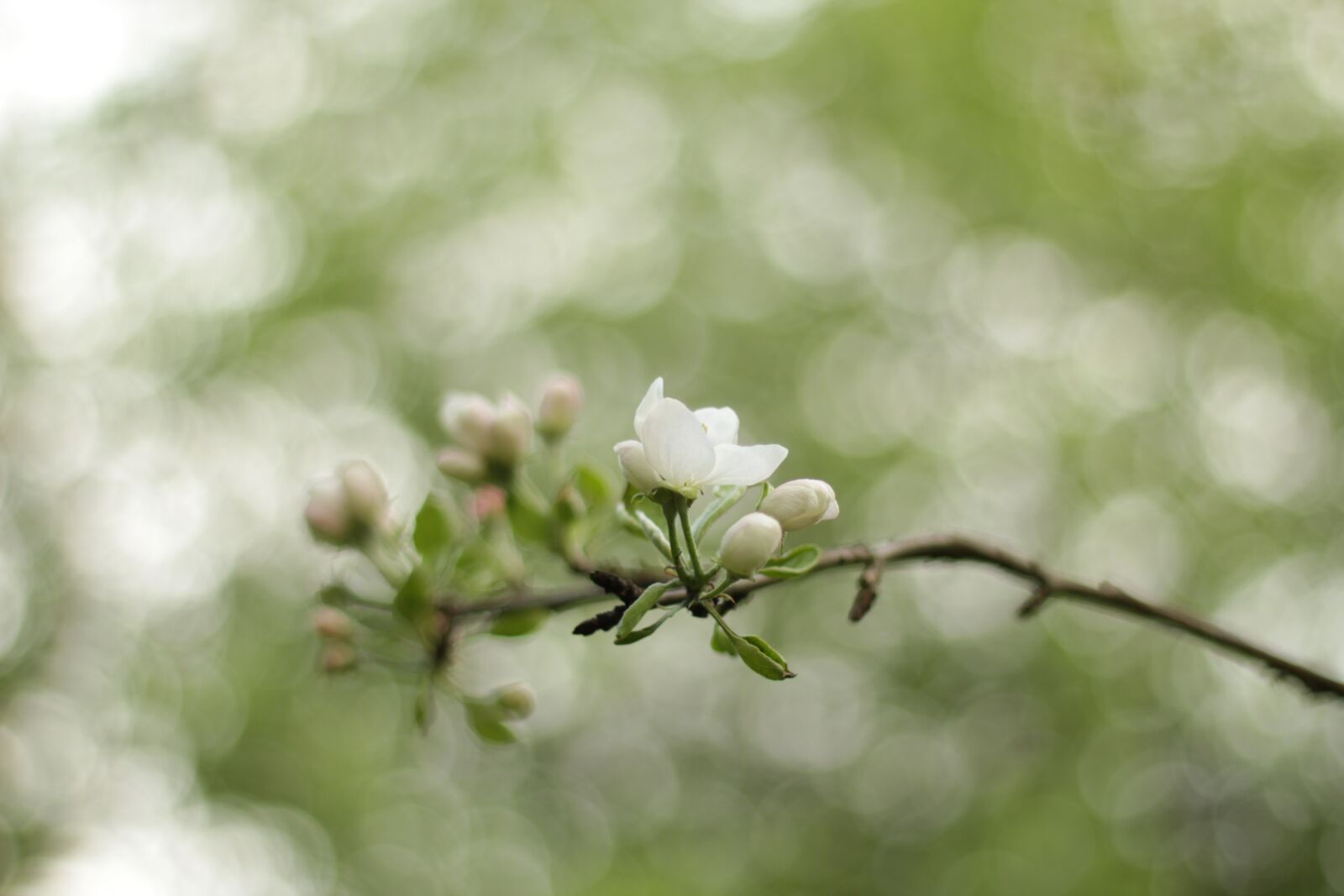Canon EOS 60D + Canon EF 50mm F1.8 II sample photo. Flowers, apple tree, buds photography