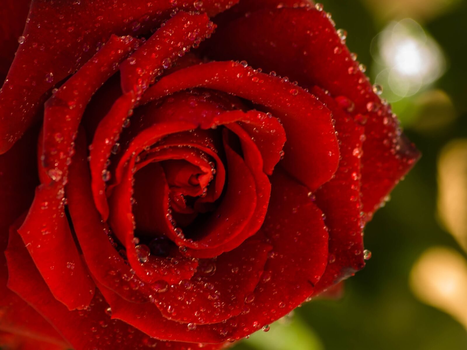 Olympus E-3 sample photo. Rose, flower, red rose photography