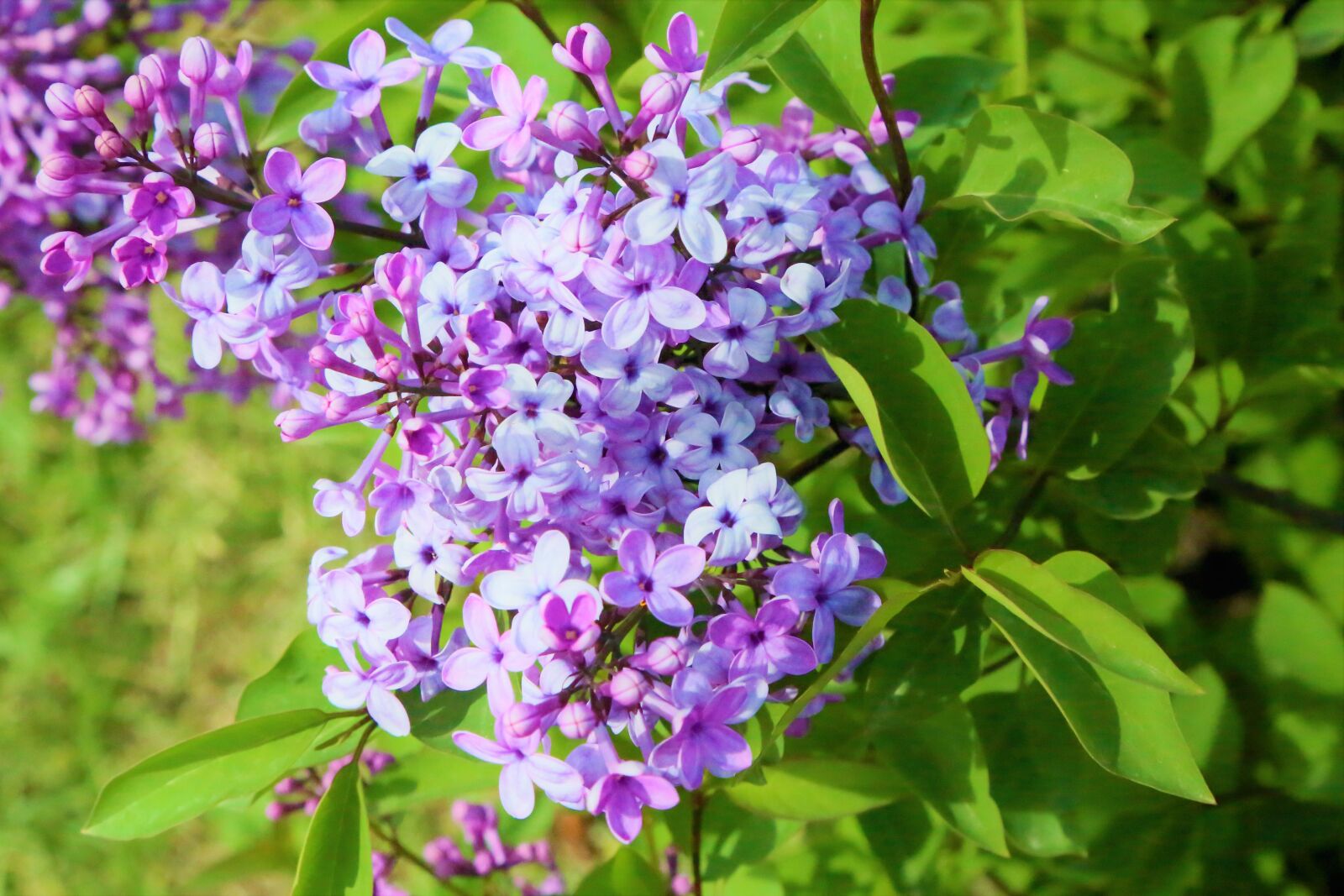 Canon EF 24-105mm F4L IS USM sample photo. Flowers, spring, nature photography