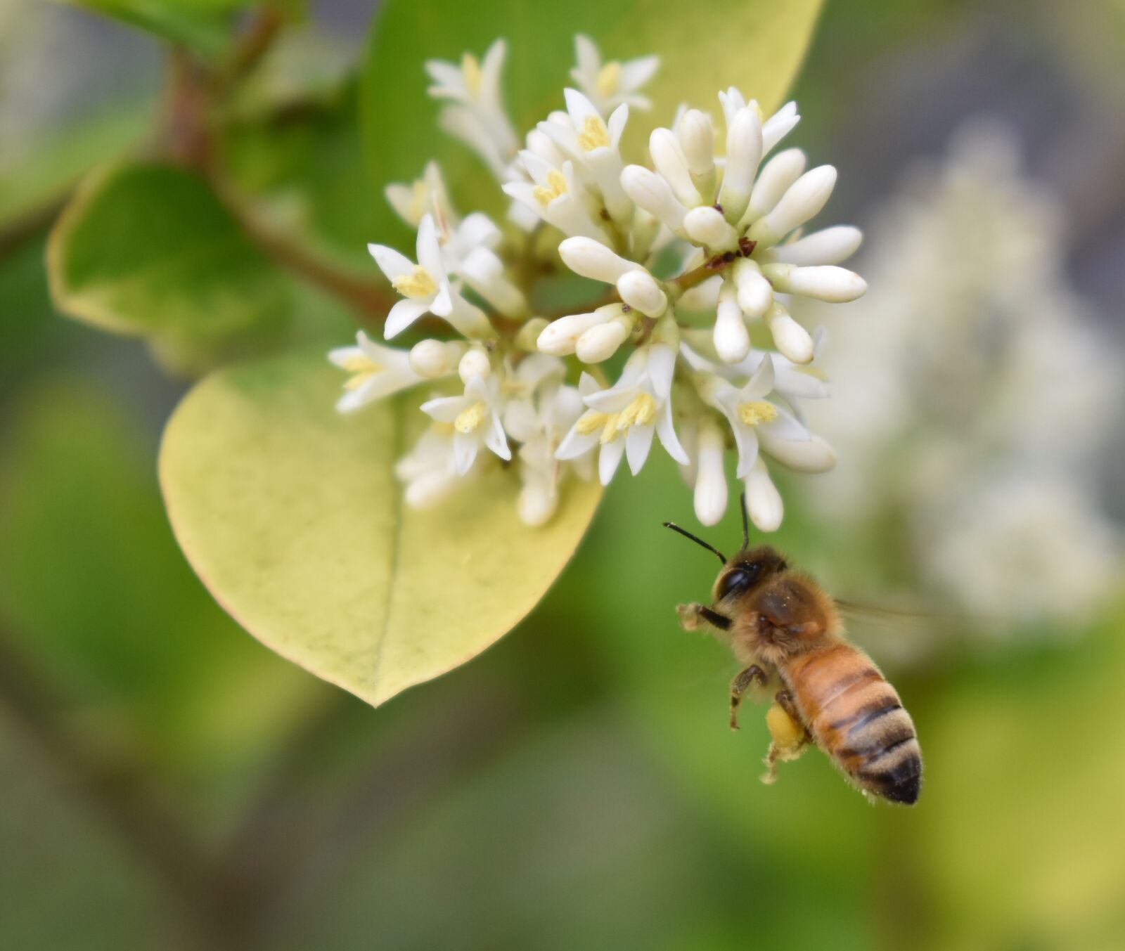 Nikon D5500 sample photo. Honey bee, bee, pollen photography