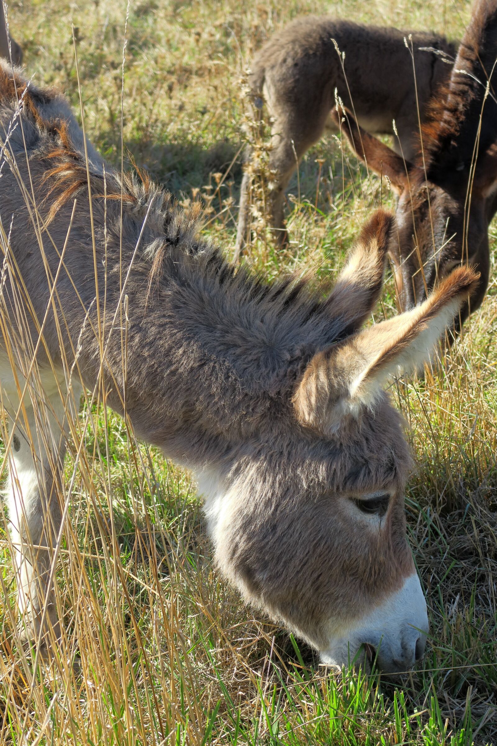 Canon PowerShot G3 X sample photo. Long eared, donkey, dog photography