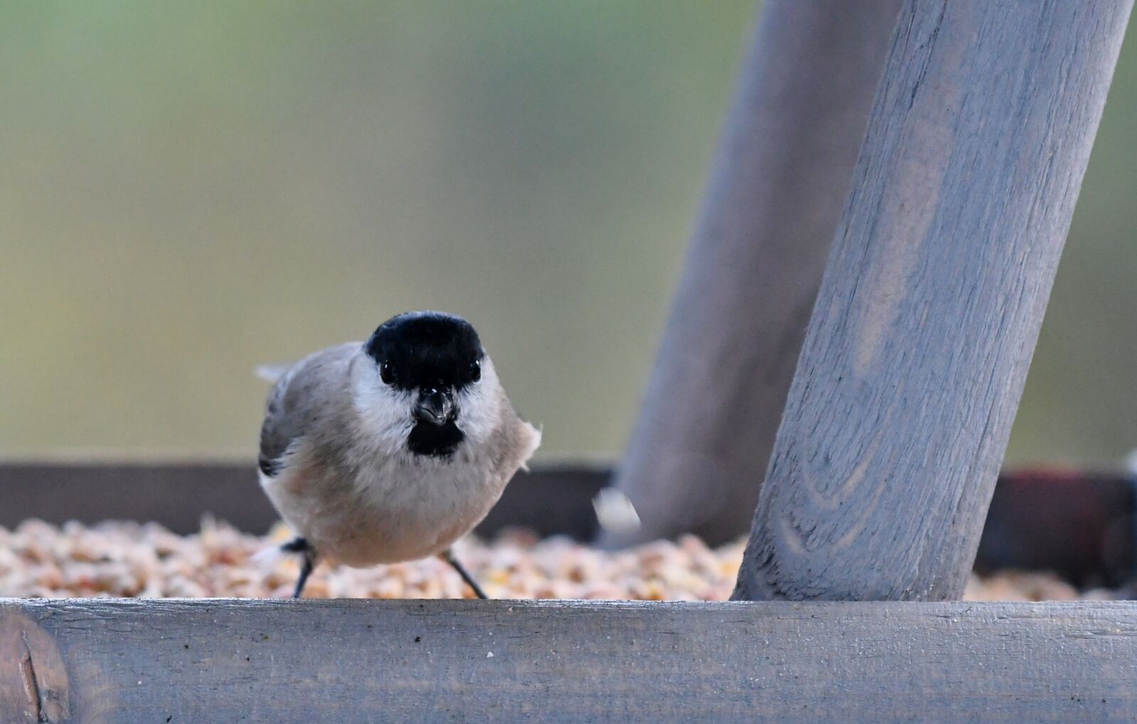 Nikon D500 sample photo. Bird, more can be photography