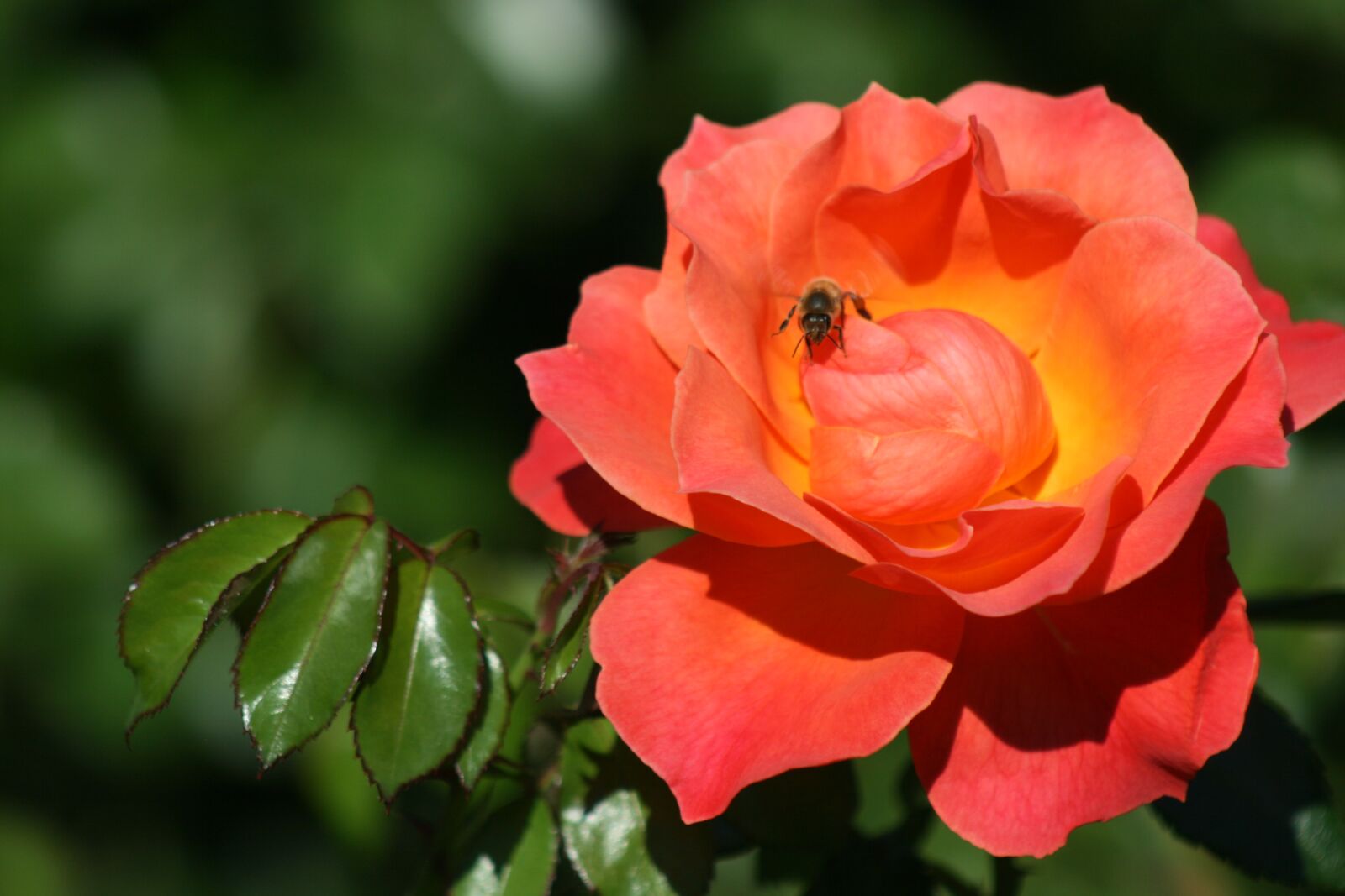 Canon EOS 400D (EOS Digital Rebel XTi / EOS Kiss Digital X) sample photo. Rose, flower, bee photography
