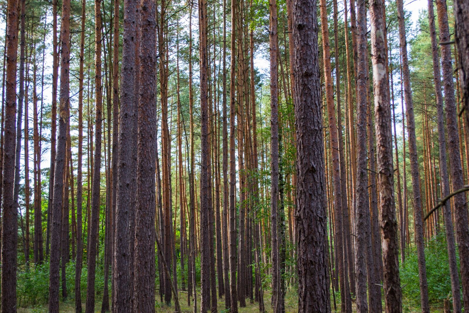 Nikon D3100 sample photo. Forest, strains, trees photography
