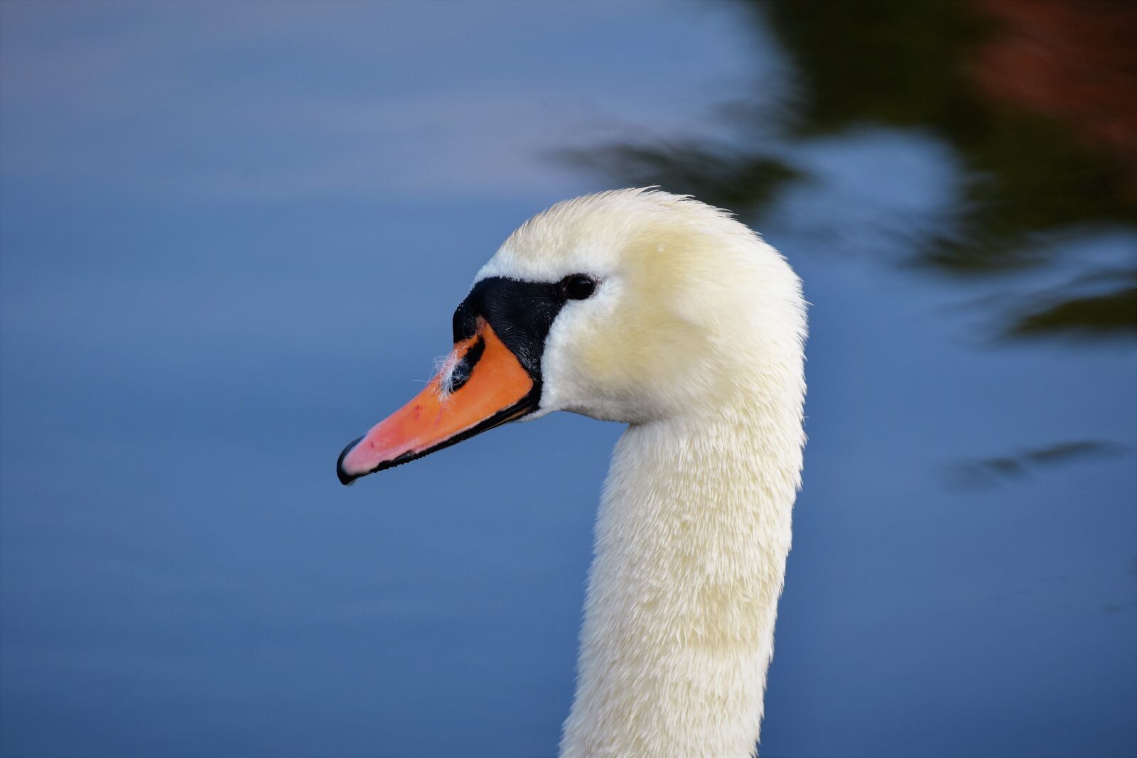 Nikon D7200 sample photo. Swan, water bird, bill photography