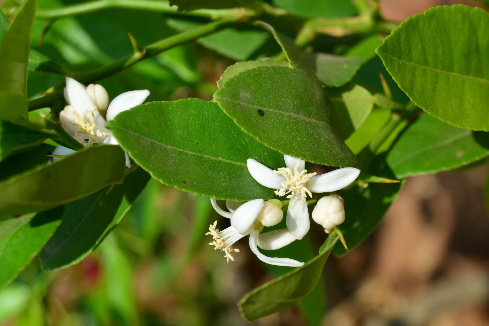 Nikon D5200 sample photo. Lemon, flowers, pollen photography