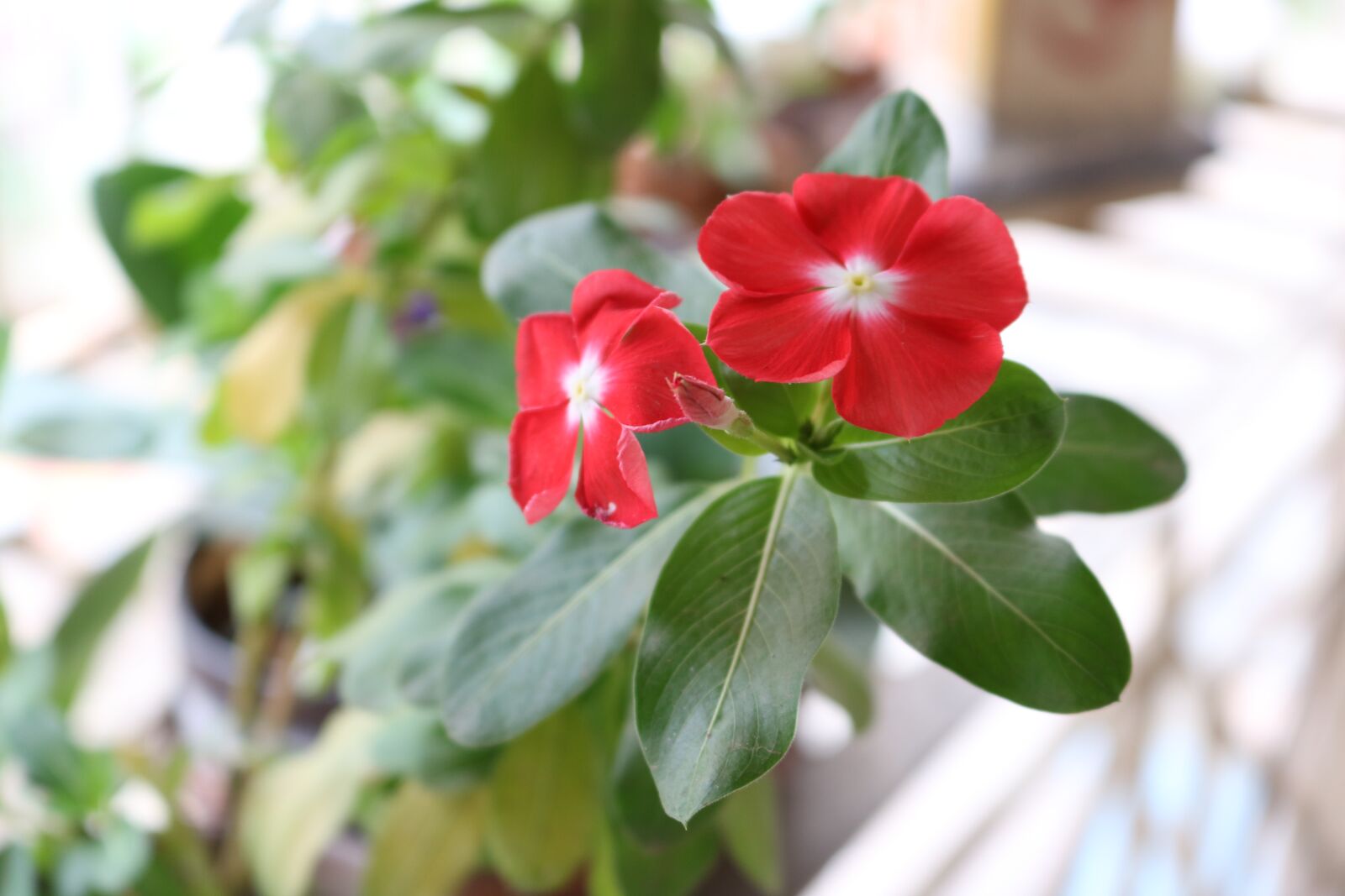 Canon EOS 750D (EOS Rebel T6i / EOS Kiss X8i) sample photo. Periwinkle, flower, leaves photography