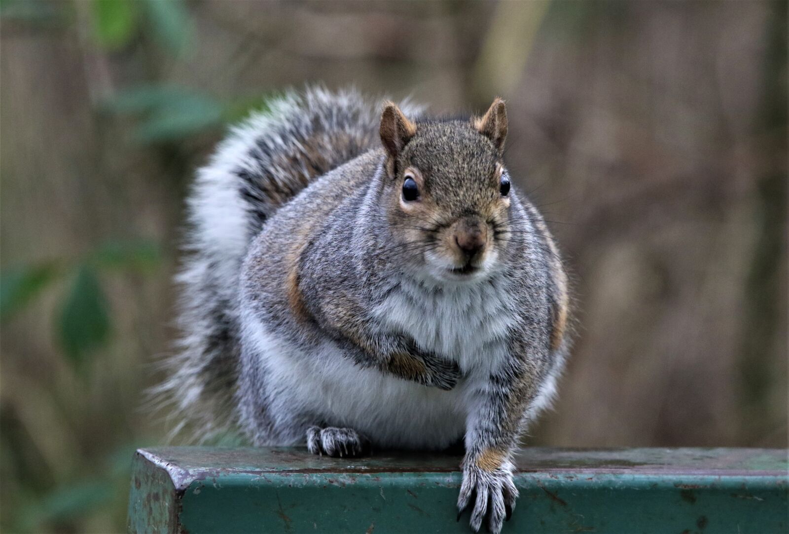 150-600mm F5-6.3 DG OS HSM | Contemporary 015 sample photo. Squirrel, nature, bench photography